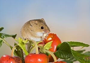 Images Dated 9th August 2008: Harvest mouse - feeding on rose hips Bedfordshire UK