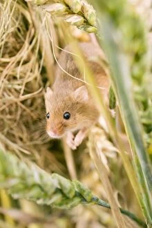 Images Dated 3rd August 2009: Harvest Mouse female at nest. UK