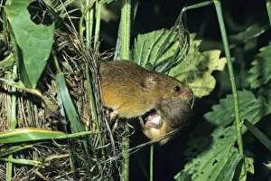 Harvest Mouse - female transporting baby animal away from nest Hessen, Germany