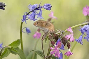 Harvest Mouse - on Flowers - Devon - UK