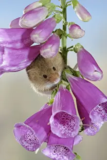 Mouse Prints: Harvest mouse - on foxglove - Bedfordshire - UK 007634