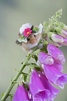Bonnet Gallery: Harvest Mouse, on foxglove wearing sun hat 007620