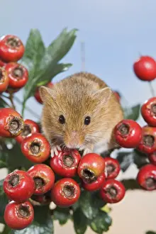 Hawthorn Prints: Harvest mouse - in hawthorn berries Bedfordshire UK 005943