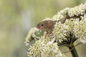 Harvest Mouse - on Hogweed Flower - Devon - UK