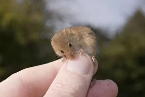 Images Dated 16th March 2010: Harvest Mouse - on human hand