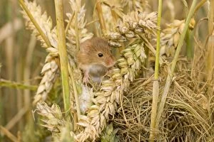 Harvest Mouse - juvenile on top of nest