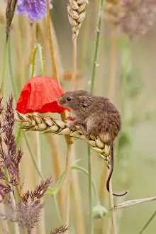 Agility Prints: Harvest Mouse - in mixed meadow - Bedfordshire UK 14456