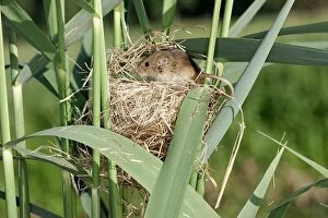 Images Dated 18th May 2004: Harvest Mouse - at nest. Alsace France