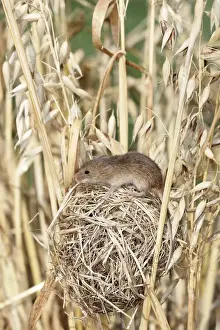 Oats Prints: Harvest Mouse - at nest in Oats. Alsace France