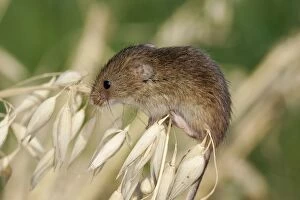 Images Dated 20th May 2004: Harvest Mouse - on Oats. Alsace France