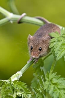Harvest mouse - showing use of prehensile tail - on stem of cow parsley