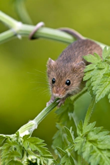 Images Dated 22nd April 2011: Harvest mouse - showing use of prehensile tail - on stem of cow parsley - taken under controled