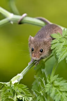 Agility Prints: Harvest mouse - showing use of prehensile tail - on stem of cow parsley - taken under controled conditions