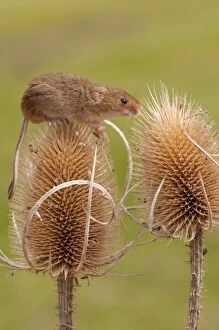 Harvest Mouse. on teasel head - controlled conditions