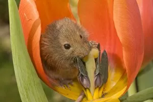 Images Dated 16th March 2010: Harvest Mouse - in Tulip flower