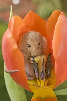Images Dated 16th March 2010: Harvest Mouse - in Tulip flower