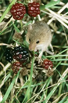 Harvest Mouse UK