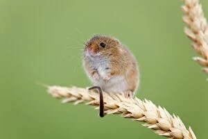 Images Dated 4th March 2012: Harvest Mouse - UK - Captive