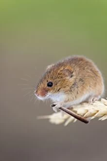 Images Dated 4th March 2012: Harvest Mouse - UK - Captive