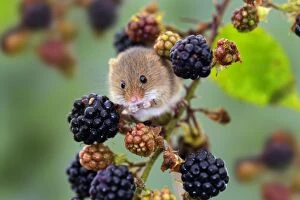 UK Wildlife Collection: Harvest Mouse - UK - Captive - Blackberries