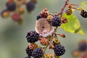 Captivity Prints: Harvest Mouse - UK - Captive - Blackberries