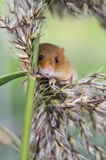 Reeds Prints: Harvest Mouse - UK - Captive - on Reeds