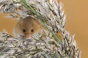 Harvest Mouse - UK - Captive - on Reeds