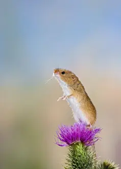 Harvest mouse - upright on thistle Bedfordshire UK