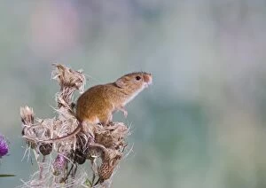 Images Dated 8th August 2008: Harvest mouse - upright on thistle Bedfordshire UK