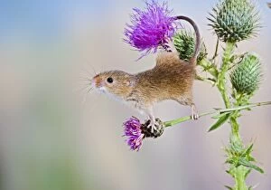 Harvest mouse - upright on thistle using tail to grip