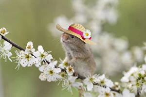 Blackthorn Gallery: Harvest Mouse, wearing straw hat