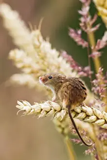 Balance Prints: Harvest Mouse - in wheat - Bedfordshire UK 14448