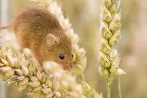 Harvest Mouse on wheat. UK