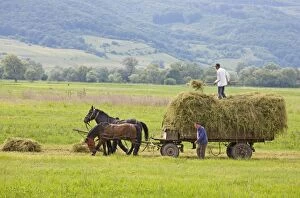 Images Dated 6th June 2009: Harvest time with horse and cart