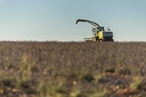 Harvested Lavender Field with farming machine
