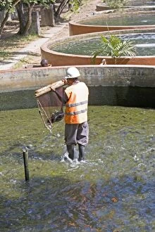 Harvesting fish from tilapia cultivation ponds