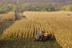 Harvests Prints: Harvesting maize, or corn, in autumn