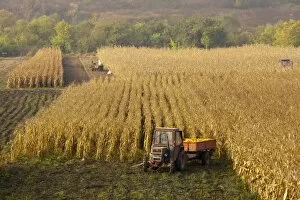 Harvesting maize, or corn, in autumn, near Saschiz; in the saxon villages area
