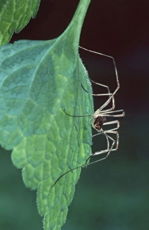 SPIDER - on leaf