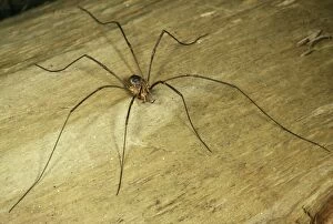 Images Dated 9th March 2009: Harvestman Spider - Male - UK