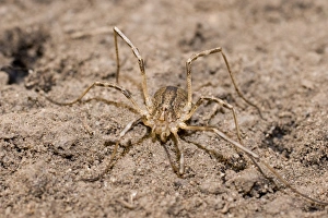 Creepy Crawlies Collection: Harvestman - UK