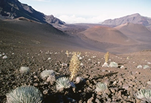 Images Dated 2nd October 2009: Hawaii Plants - Silversword plants in Haleakala Crater. Haleakala National Park, Maui Island
