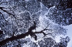 HAWAII - tree canopy, silhouette