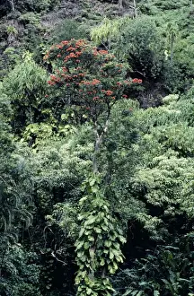 Hawaii Prints: Hawaii - Tulipan in the rainforest. Maui
