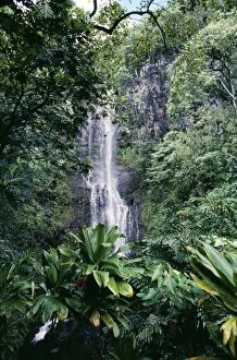 Images Dated 27th September 2005: Hawaii - Wailua Falls and rainforest Maui