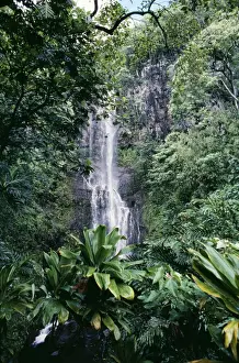 Hawaii Prints: Hawaii - Wailua Falls and rainforest Maui