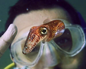 Hawaiian bobtail squid, Euprymna scolopes, in
