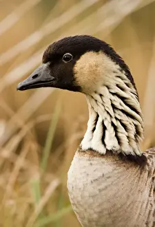 Hawaiian Goose / Ne-ne Portrait Main Island Hawaii, USA