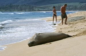 Hawaii Gallery: Hawaiian Monk Seal - resting on beach