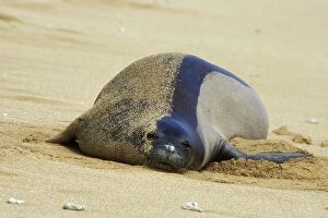 Images Dated 14th April 2005: Hawaiian Monk Seal - resting on beach Kauai, Hawaii. Endangered Species. ML1069